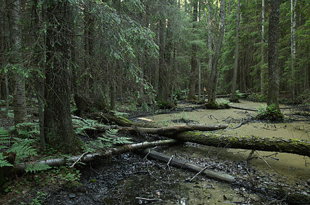 Forest in Tahkuna Nature Reserve