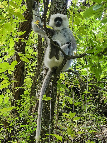 File:Tarai Grey Langur (37558173182).jpg