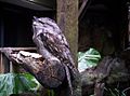 Tawny Frogmouth in defence mode at the Walkabout Wildlife Centre in Brisbane Forest Park, Queensland, Australia (side view).