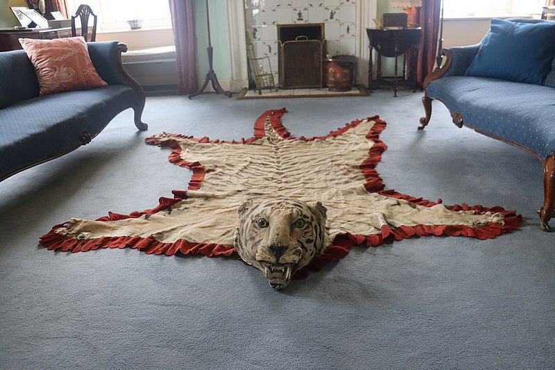File:Taxidermied tiger skin trophy rug at Skaill House, Orkney.jpg