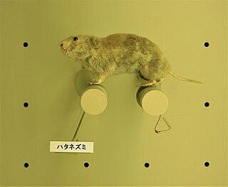 Japanese grass vole Species of rodent