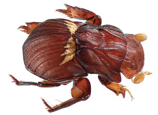 Termitotrox cupido holotype, antero-lateral view - ZooKeys-254-089-g001-2