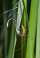 Tetragnatha sp., feeding on a damselfly