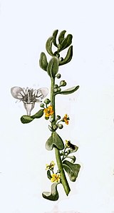 Tetragonia fruticosa00a.jpg