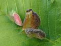 Tetraneura ulmi (Linnaeus, 1758)