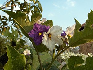 Thai eggplant flowers-KayEss-2.jpeg