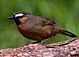 The Black Chinned Laughingthrush.jpg