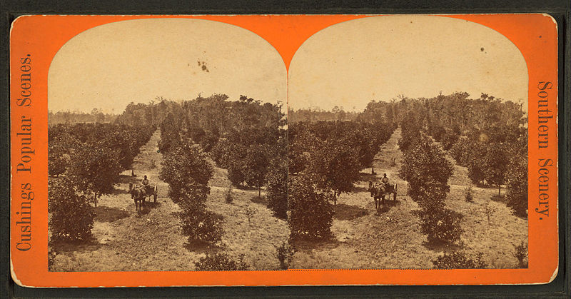 File:The Orange grove, from Robert N. Dennis collection of stereoscopic views.jpg