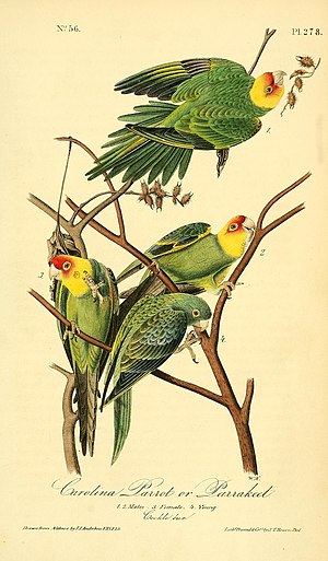 Parakeet Incas