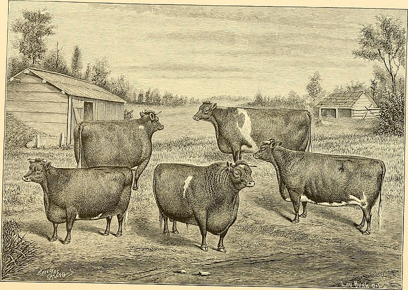 File:The breeds of live stock, and the principles of heredity (1887) (14594600628).jpg