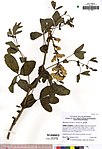 Thermopsis gracilis JEPS109837. jpg