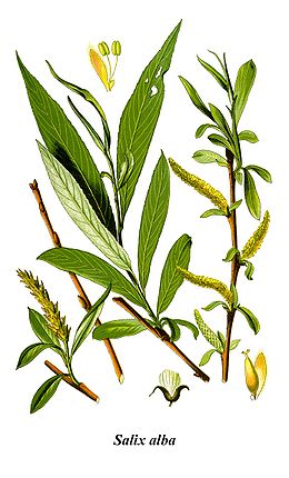 Salix alba