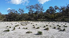 Thomsons Lake, 2016 Thomsons Lake - surrounding bush & forest no 7.jpg