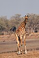 Καμηλοπάρδαλη στο Εθνικό Πάρκο του Νότιου Λουάνγκουα