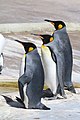 * Nomination Three king penguins, Aptenodytes patagonicus, at Edinburgh Zoo. --Grendelkhan 17:54, 1 April 2023 (UTC) * Promotion  Support Good quality. --XRay 19:07, 9 April 2023 (UTC)