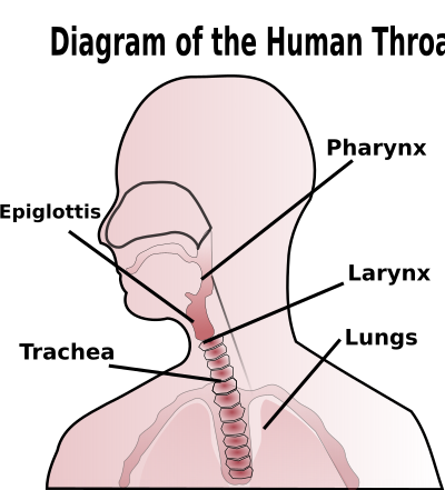 Diagram Of The Human Throat 101