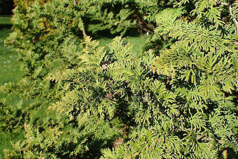 File:Thuja occidentalis 'Spiralis' kz04.jpg