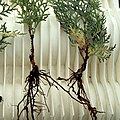 Thuja orientalis rooted cuttings.jpg
