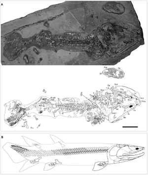 Tinirau clackae holotype and reconstruction drawing