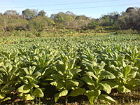 A field of tobacco growing in Baybayabas