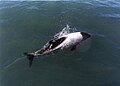 Commerson's dolphin