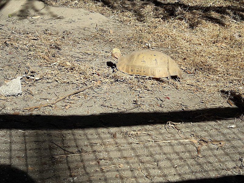 File:Tortoise20171111 125324.jpg