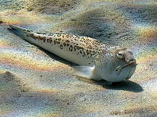 Starry weever Species of fish