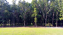 Trees at the shrine planted in honor of those who died during the Death March, each of which was assigned a number corresponding to a soldier's number. Trees at Capas National Shrine.jpg