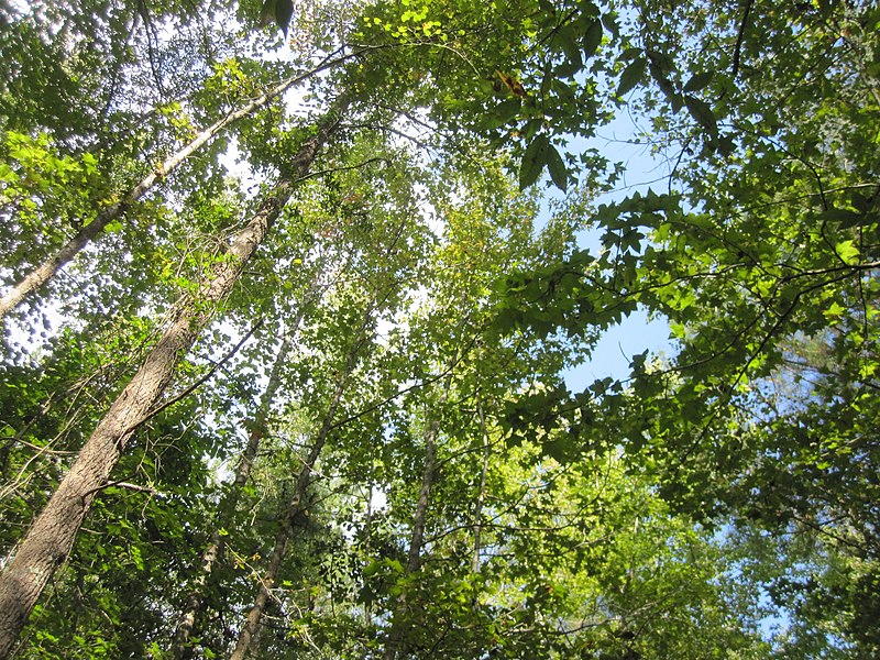 File:Trees in Medoc Mountain State Park 2.jpg