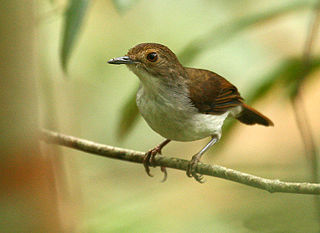 <span class="mw-page-title-main">Bornean swamp babbler</span> Species of bird
