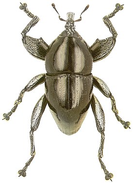 Trigonopterus augur