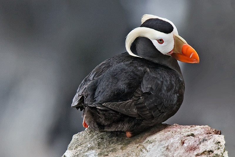 File:Tufted Puffin Alaska.jpg