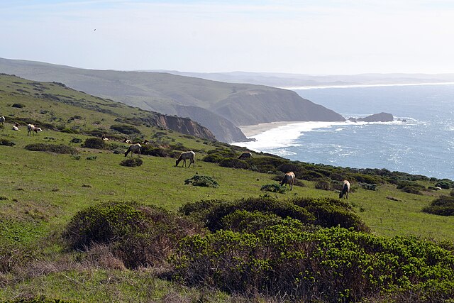 File:Tule_elk_on_Tomales_Point_Trail.JPG