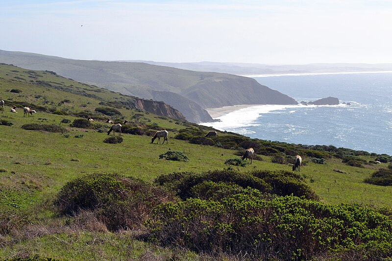 File:Tule elk on Tomales Point Trail.JPG