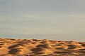 * Nomeação Tunisian Sahara_Grand Erg Oriental. By User:Faouz Kilani --TOUMOU 15:41, 31 May 2024 (UTC) * Rejeição  Oppose Too small to be QI, sorry --Екатерина Борисова 03:27, 1 June 2024 (UTC)