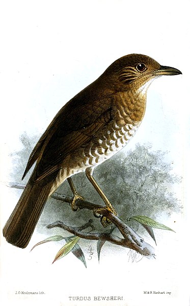 File:TurdusBewsheriKeulemans.jpg