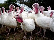 Turkeys at Polyface Farm.jpg