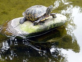 Turtle in pond.jpg