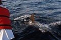 US Navy 080526-N-9316F-010 Ari Friedlaender, a Duke University Marine Laboratory researcher, attaches a D-TAG to a pilot whale near Cape Hatteras, N.C.jpg
