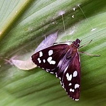 Butterfly just after emerging out of its pupa Udaspes Folus.jpg