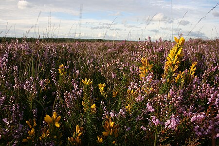 Ulex minor