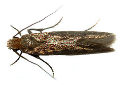 Tineid moth