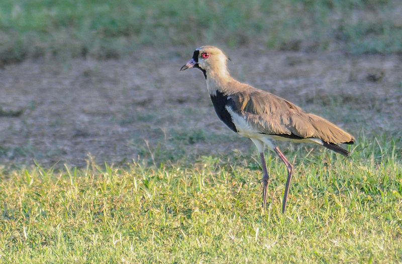 File:Unknown birds in Maracaibo, Venezuela 3.jpg