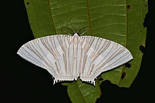 <i>Strophidia caudata</i> Species of moth