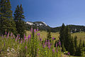 Uvala Veliki-Lubenovac Northern-Velebit Dinarides Croația.jpg