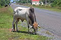 * Nomination Cows on the road in Sihanoukville. --Dmitry Makeev 20:39, 21 May 2019 (UTC) * Promotion  Support Good quality. --Podzemnik 22:26, 21 May 2019 (UTC)