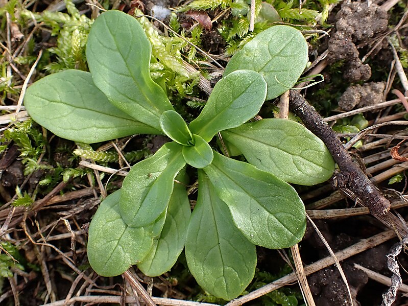 File:Valerianella locusta kz08.jpg