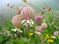 Flower with water drops in the Indian Valley of flowers.