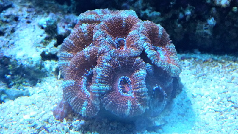 File:Vi - Trachyphyllia geoffroyi - 1.jpg