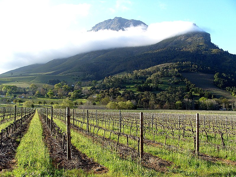 File:Vignes palissées à Stellenbosch.jpg